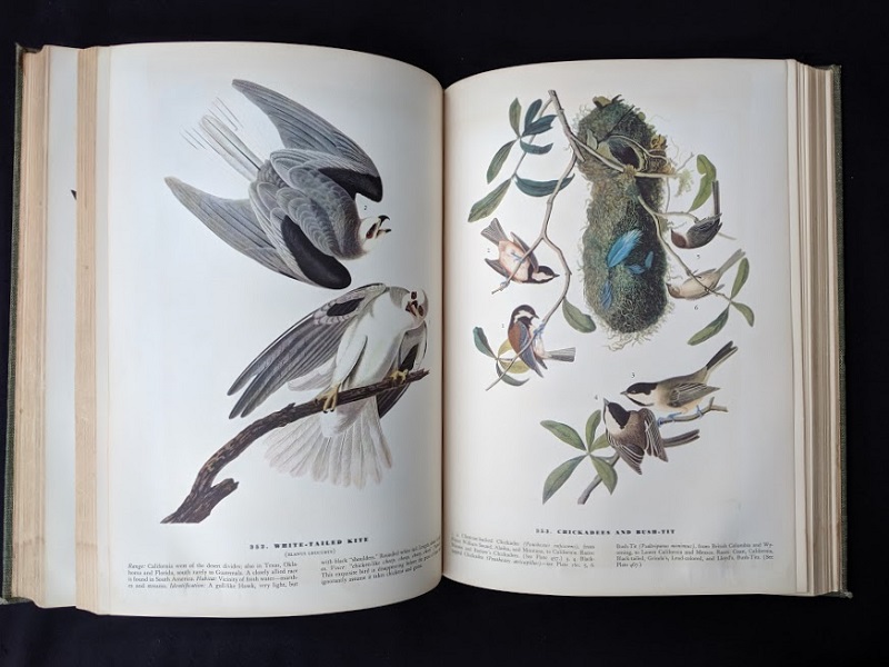 کتاب پرندگان آمریکا (Birds of America)