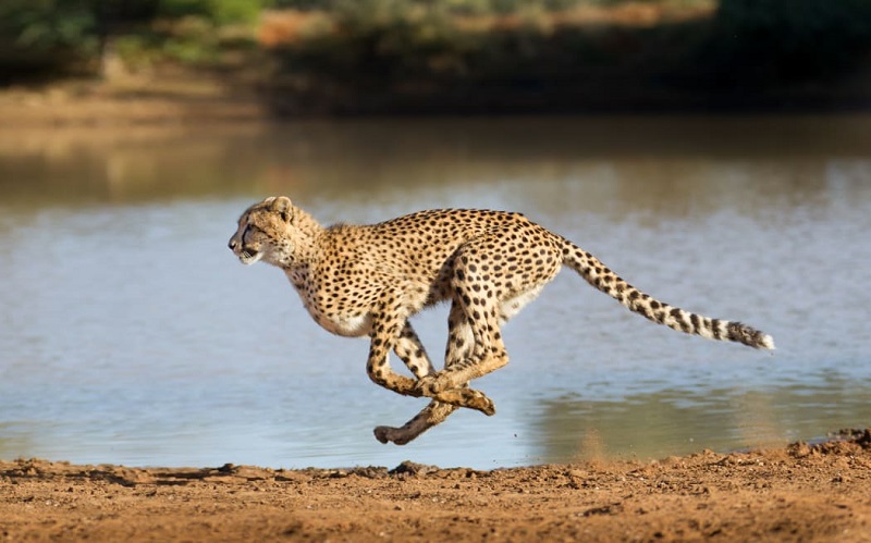 گربهسان سریع: پلنگ شب (Cheetah)