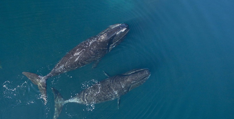 نهنگ بلوگا (Bowhead Whale)