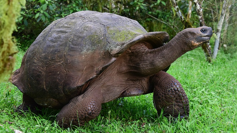 لاکپشت گالاپاگوس (Galápagos Tortoise)