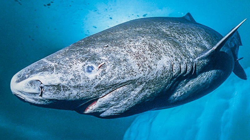 کوسه گرینلند (Greenland Shark)