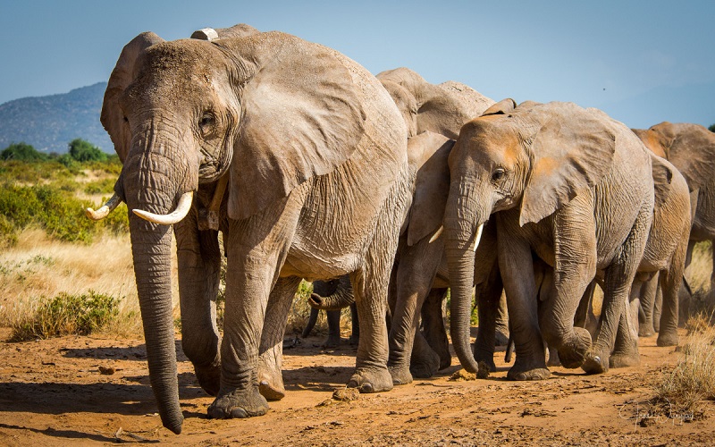 فیل آفریقایی (African Elephant)