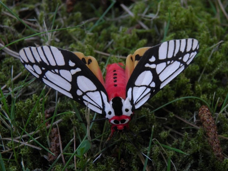 سریعترین حشره: پشه (Tiger Moth)