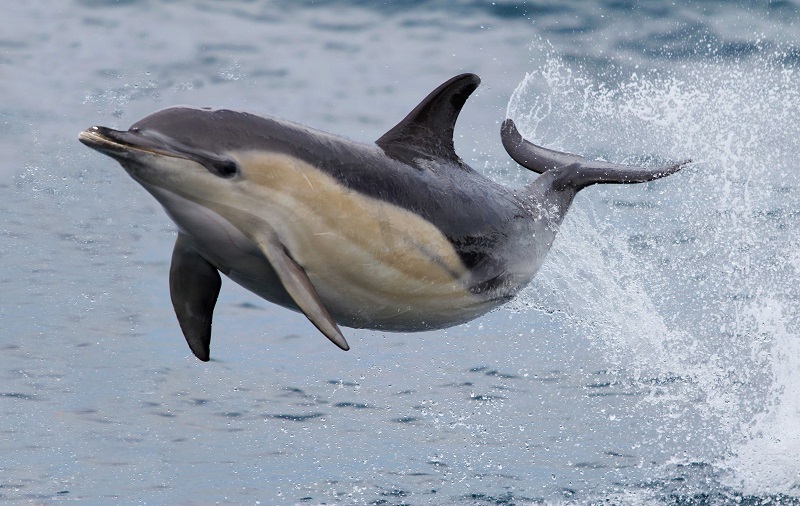 سریعترین حیوان دریایی: دلفین (Common Dolphin)