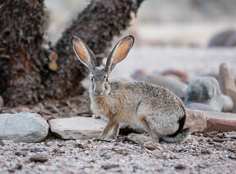 سریعترین حیوان خشکی: خرگوش وحشی (Black-tailed Jackrabbit)