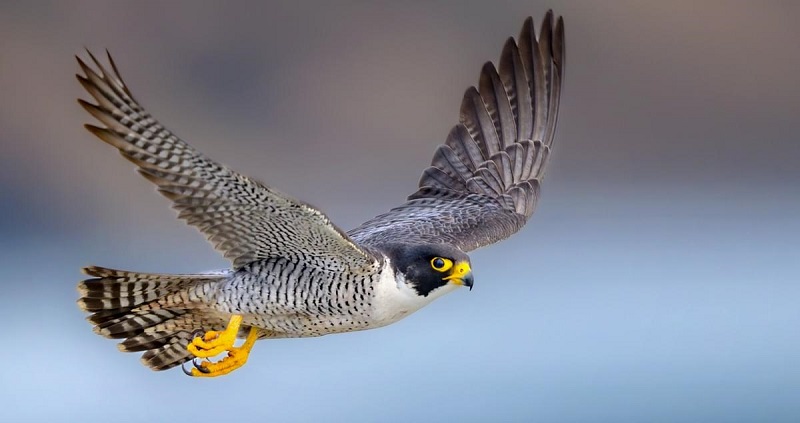 شاهین گری (Peregrine Falcon)