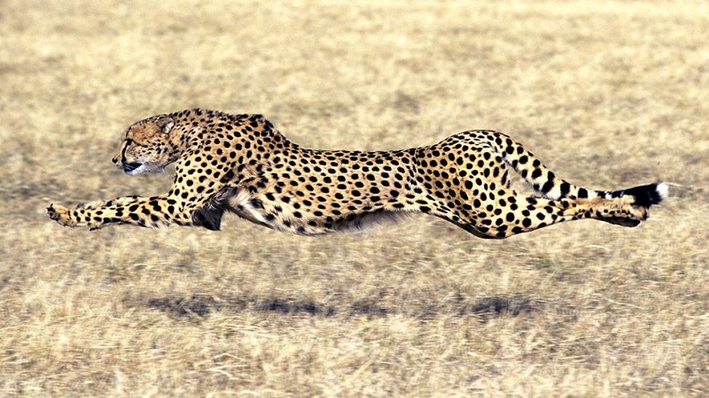 یوزپلنگ (Cheetah)