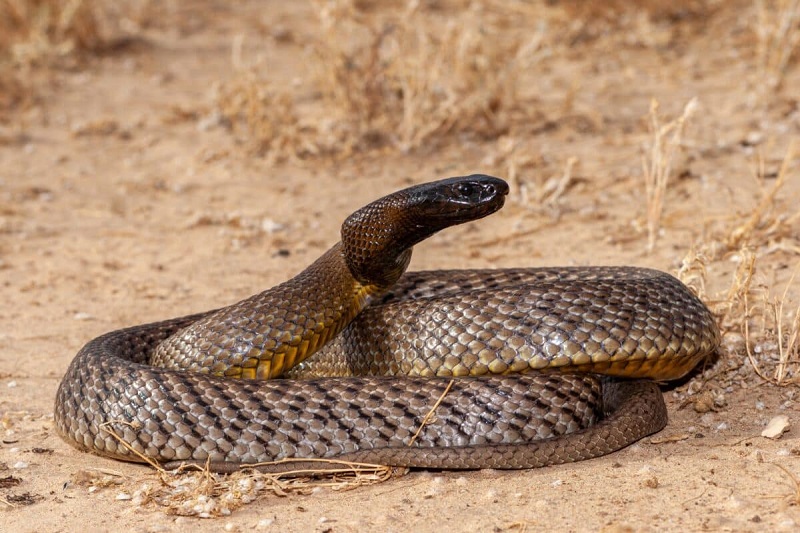 تایپان درون‌زمینی (Inland Taipan)