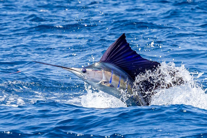 ماهی بادبانی (Sailfish)