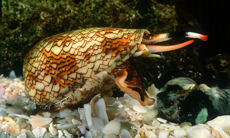  حلزون مخروطی (Cone Snail)
