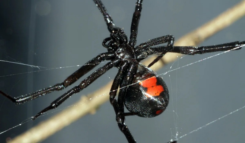 عنکبوت بیوه‌سیاه (Black Widow)