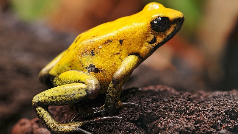 قورباغه طلایی (Golden Poison Dart Frog)